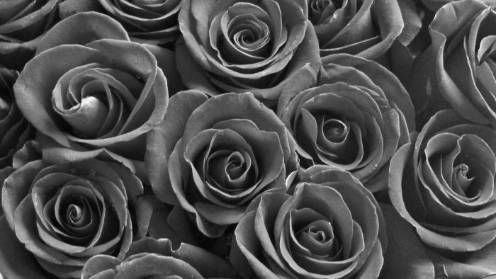 Are Black Roses Real Vivaroses Co