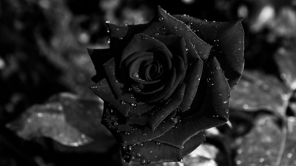 Black rose photography