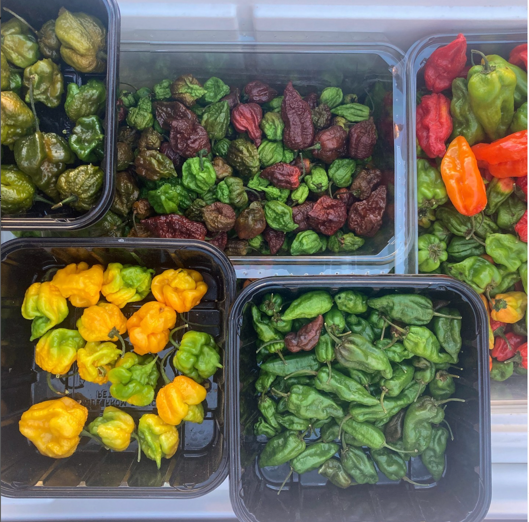 A variety of chile peppers of various colors, in containers
