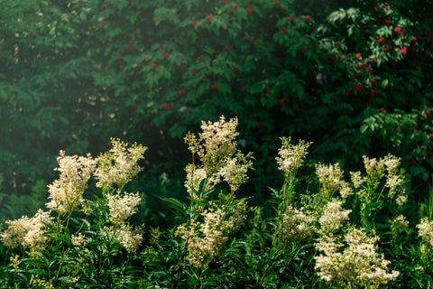 meadowsweet, anti-inflammatory herbs, anti inflammatory diet, herbs for digestive health