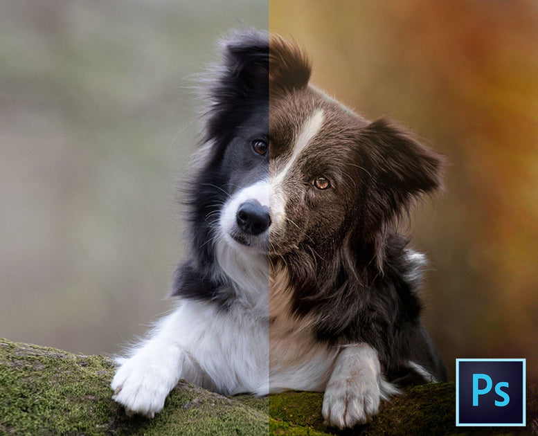 Photoshop dogs