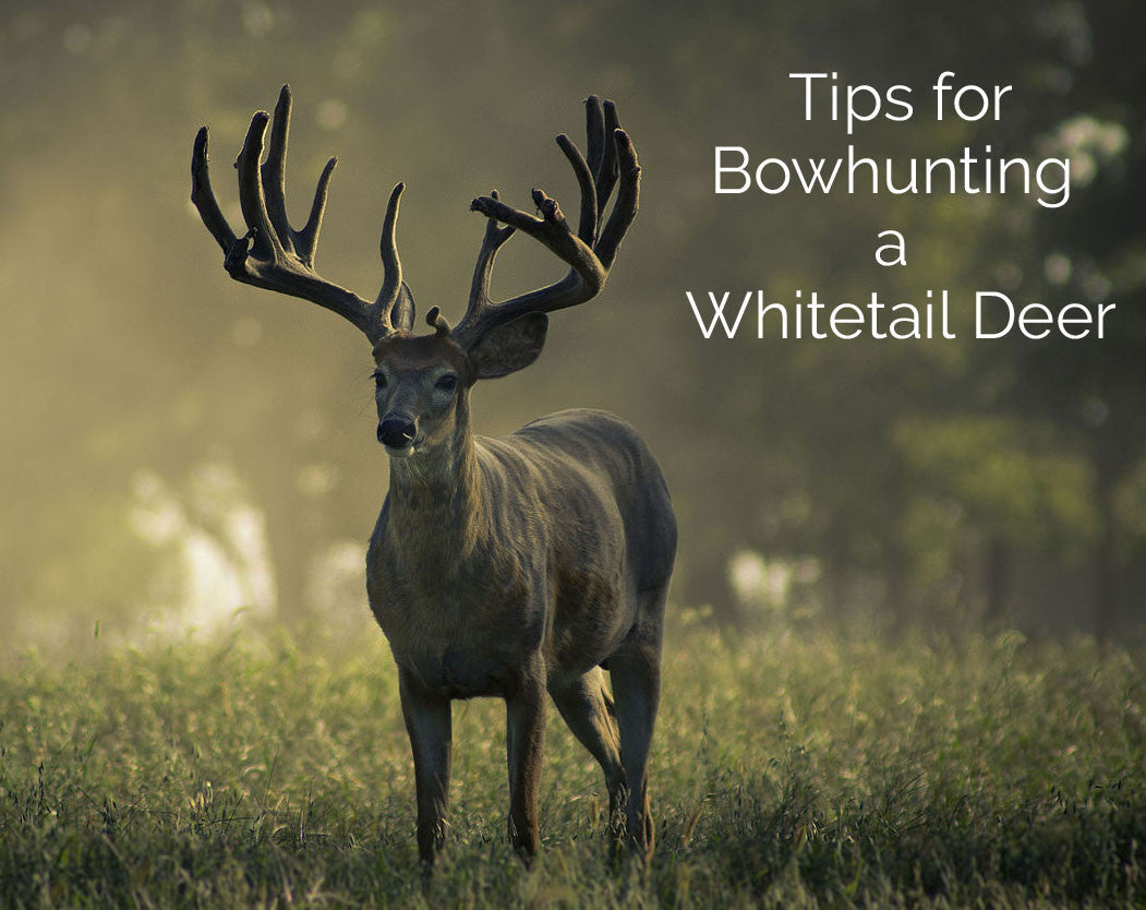 Tips for Bowhunting a Whitetail Deer – Hunting-Bow