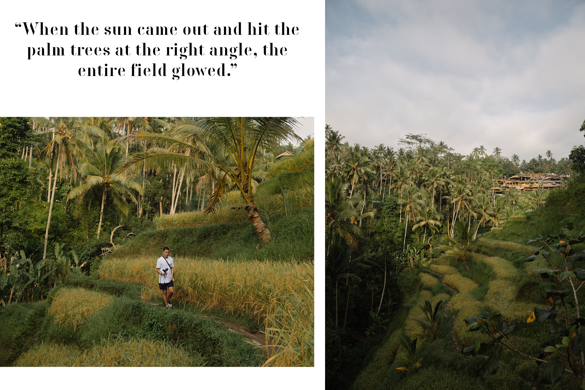 Champs de riz à Bali