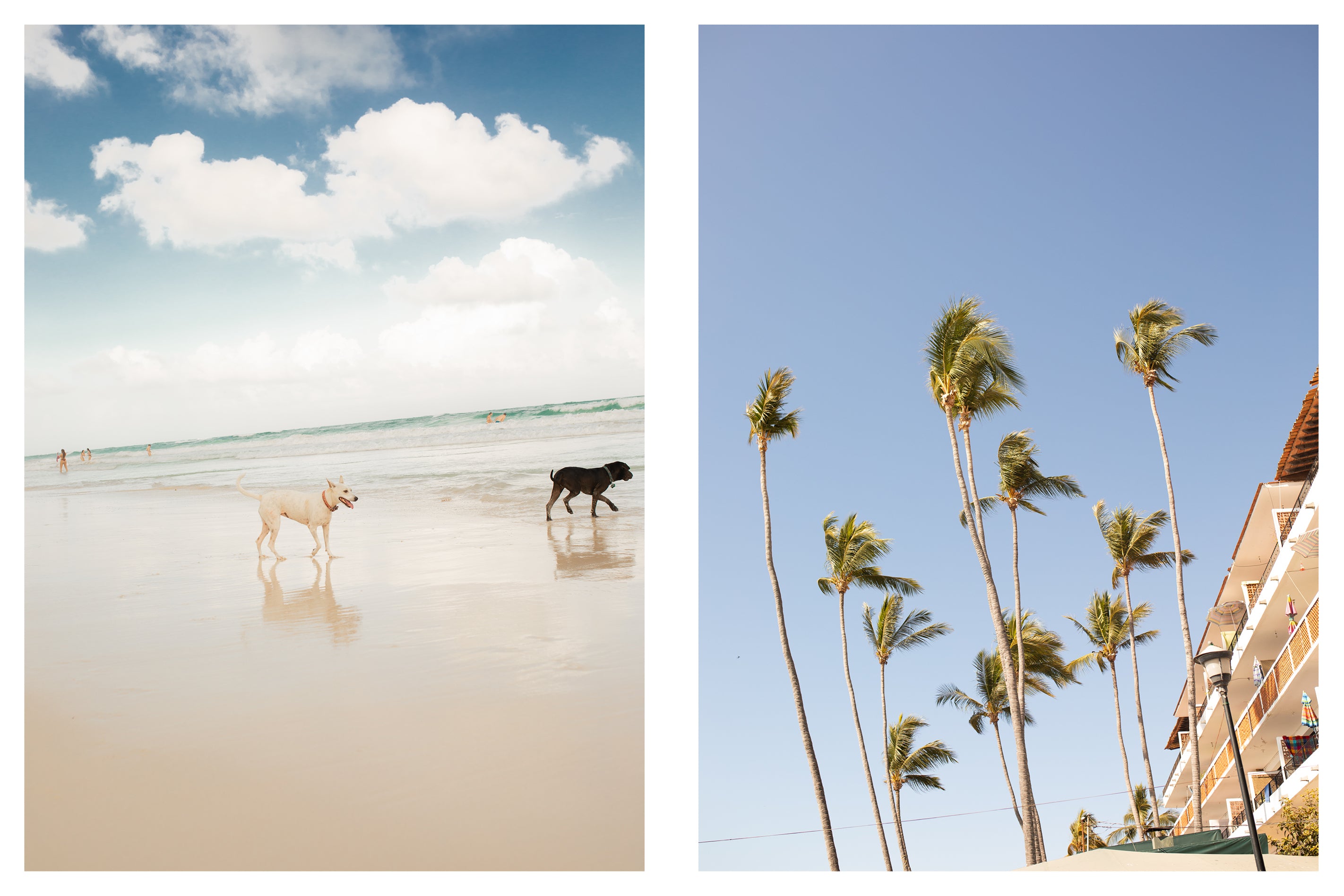 Palm trees in Mexico