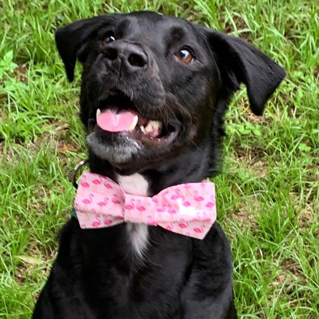 pink bow tie dog collar