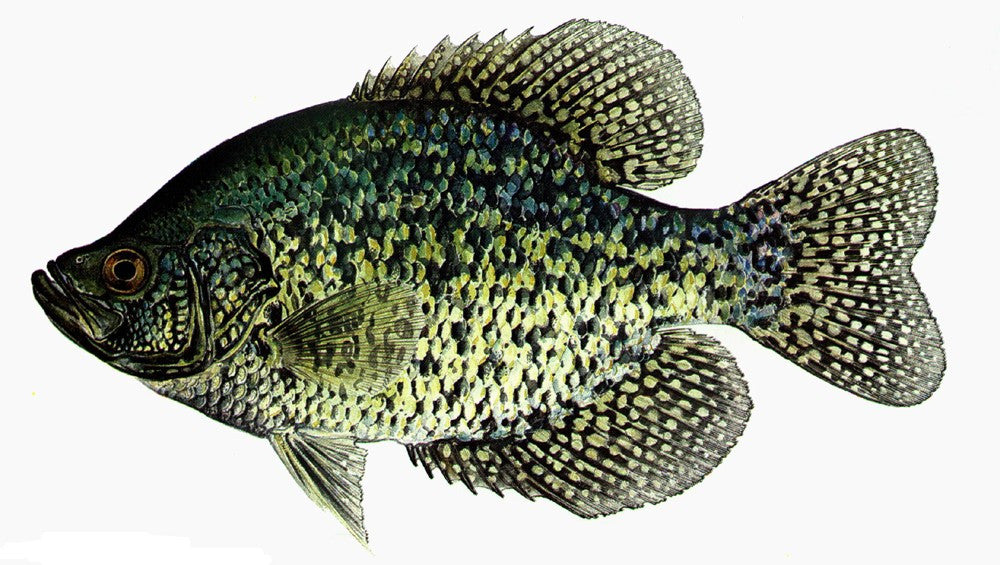 CRAPPIE / PANFISH – Page 3 – Big Red's Bait