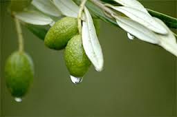 Apigenin from olive trees