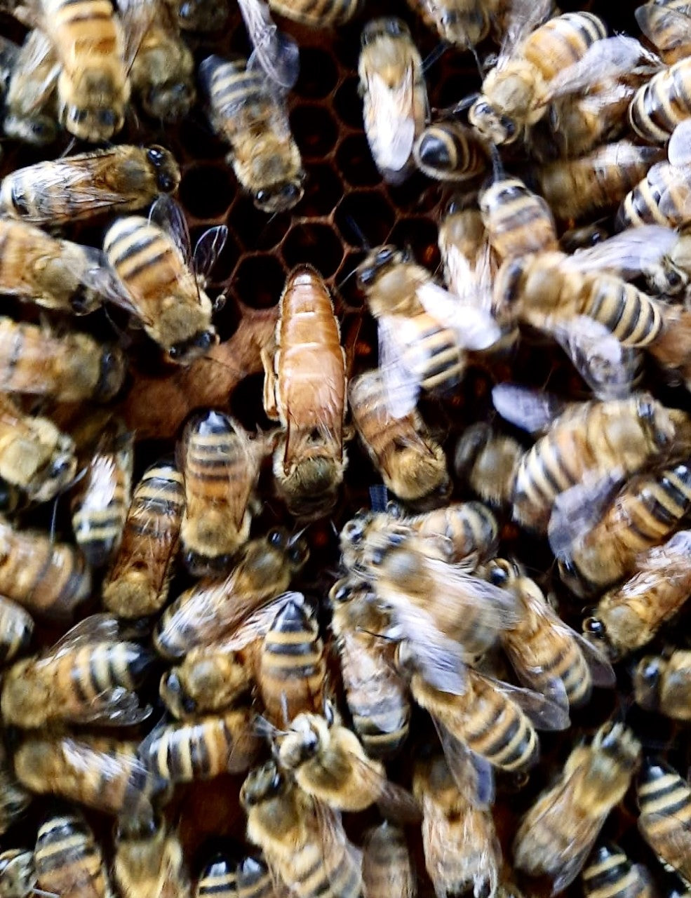 Queen Bees For Sale In Essex | Happy Bees - Local Essex Honey