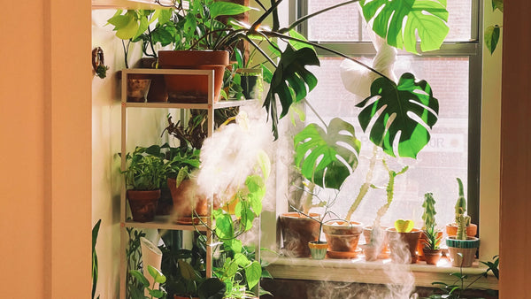 Indoor Garden