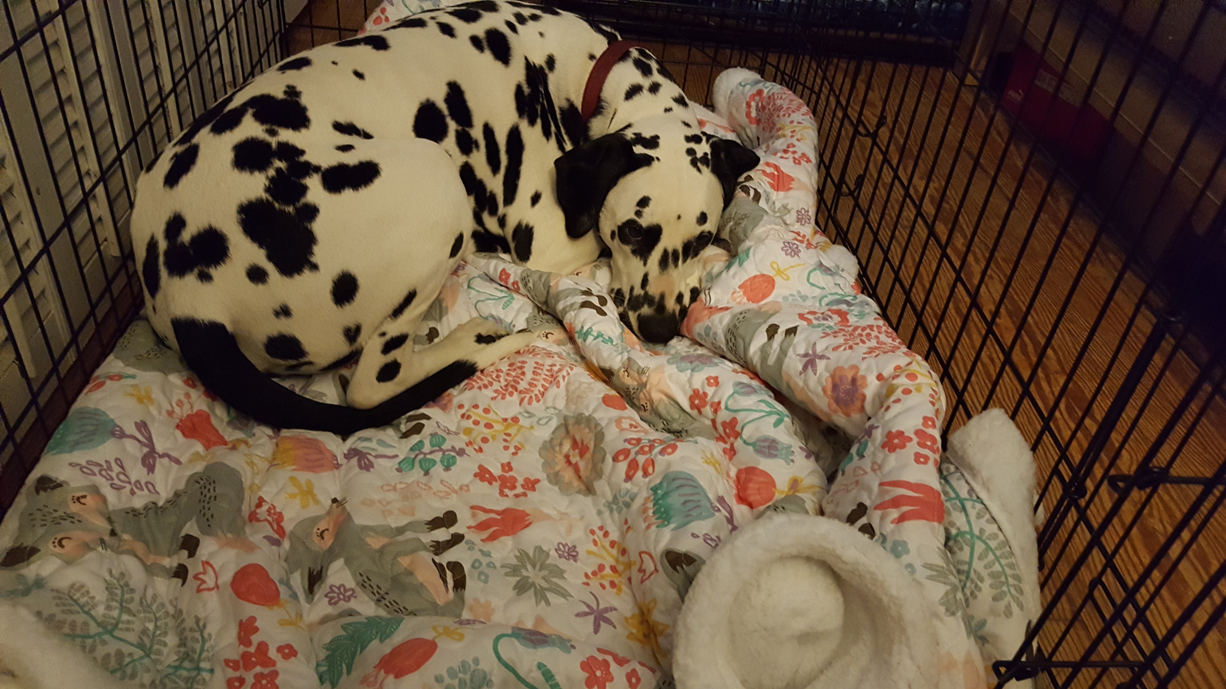 Pixie Fox Throw as Dog's Crate Blanket
