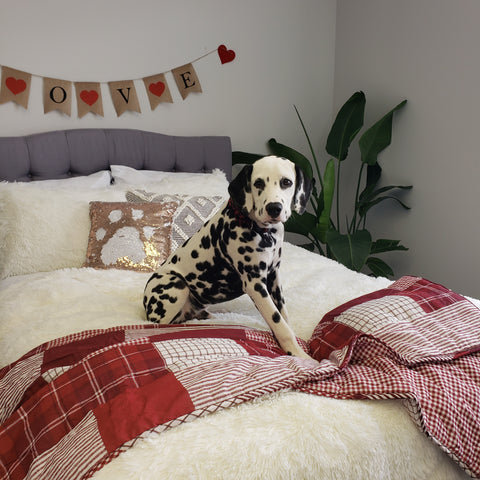 dog laying on bed with Valentine decor