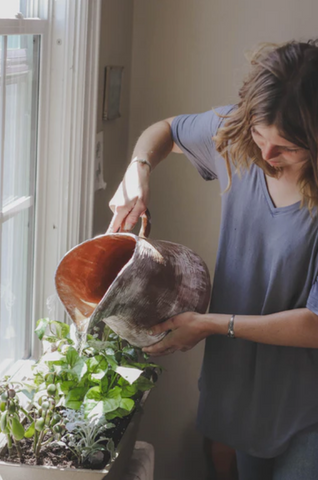 watering plant 