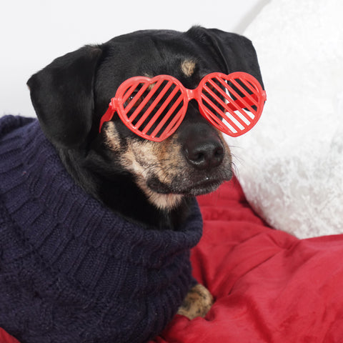 dog with heart shaped glasses on