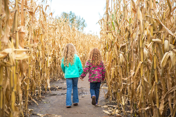 Corn Maze