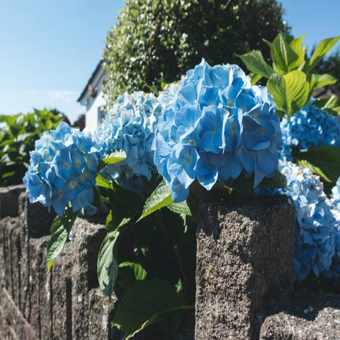 hydrangeas