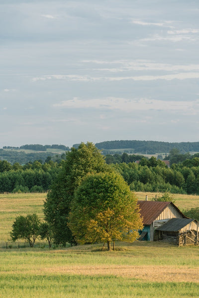 trees in yards