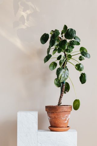 Marble shelf with plant