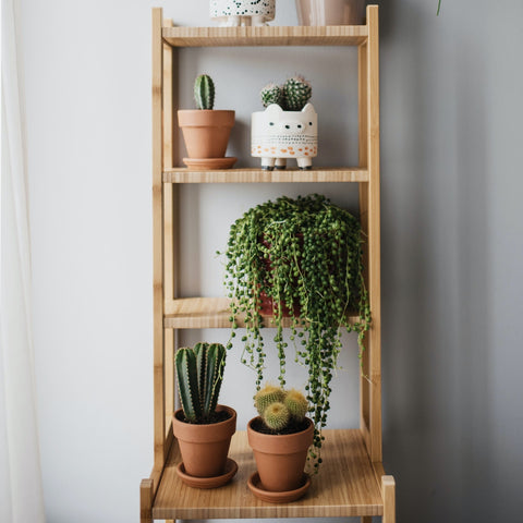 Plants on shelf