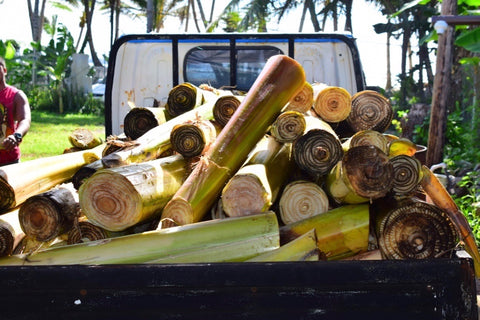 truckload of banana trees