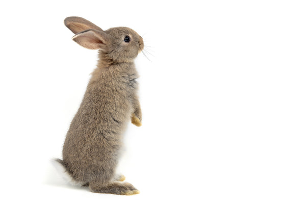 bunny ear comedogenic testing