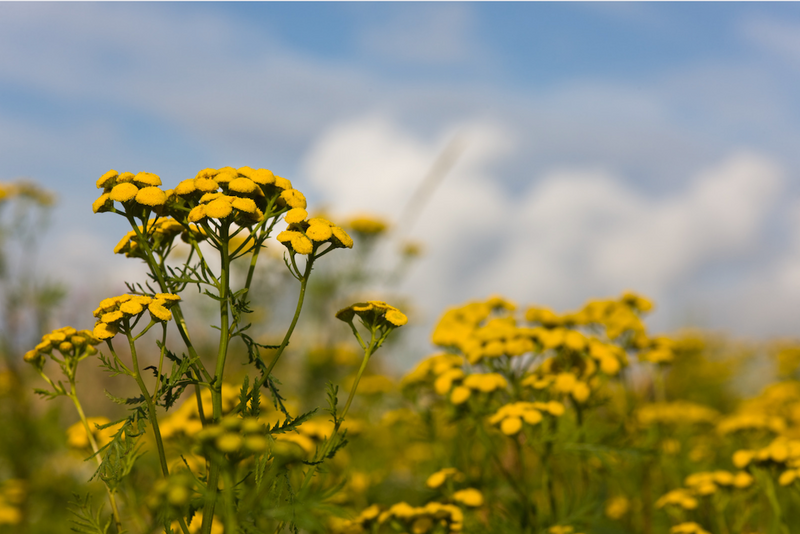 What is Blue Tansy Oil