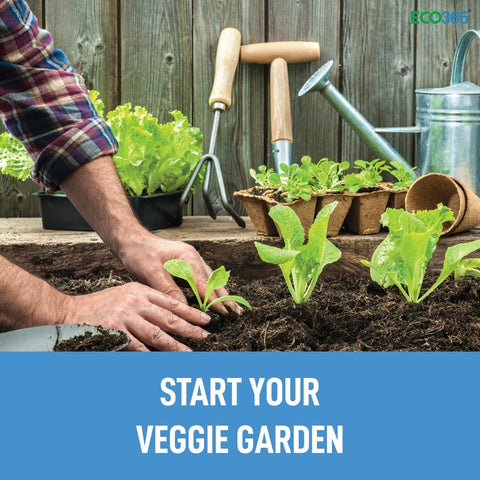 Start your veggie garden