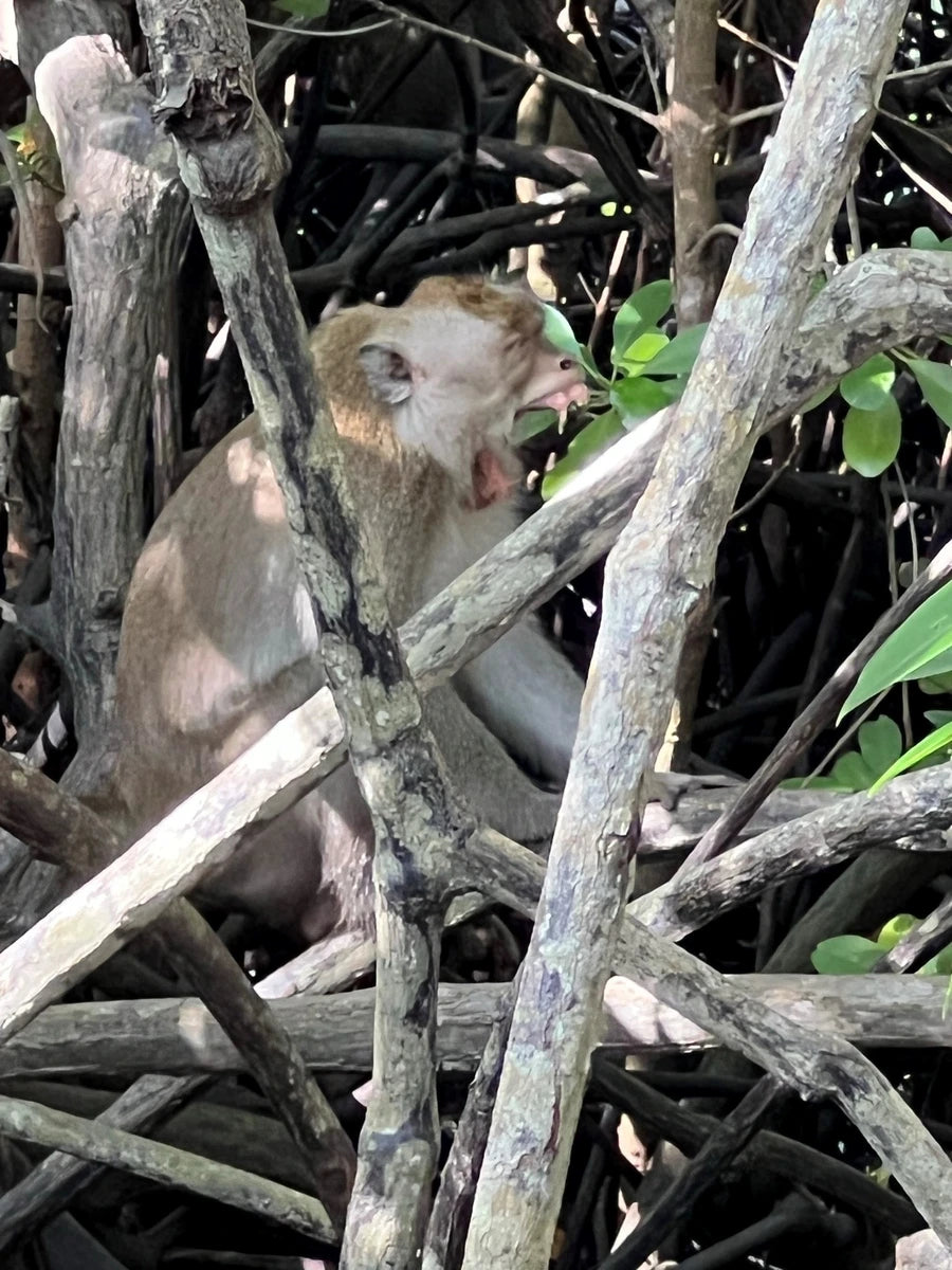 A Balinese monkey at the Sacred Monkey Forest Sanctuary in Ubud with its jaw stretched wide.