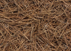 Dried Pine Needles