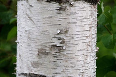 Birch Tree Bark