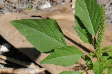 Wild Amaranth