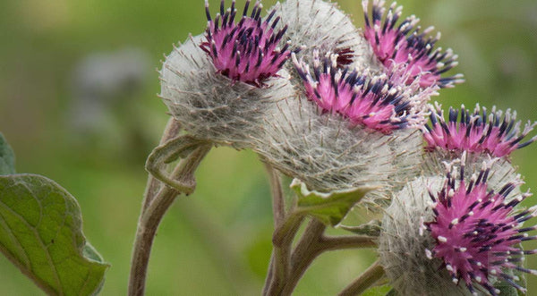 Wild Burdock