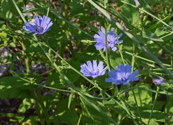 Wild Chicory