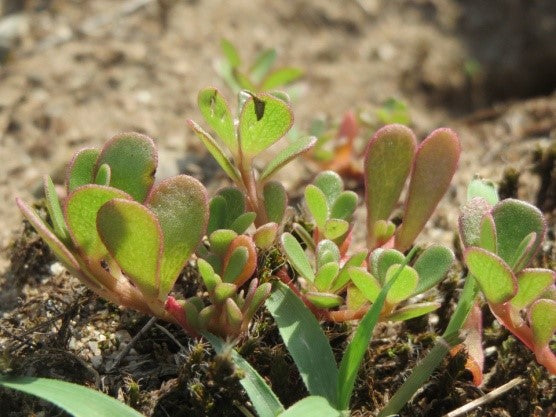 Wild Purslane