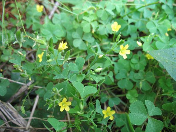 Wild Wood Sorrel