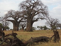 TEOTWAWKI - African Baobab Tree