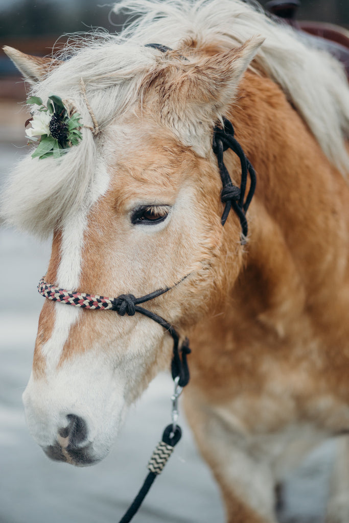 Horseback Riding in Juneau, Alaska