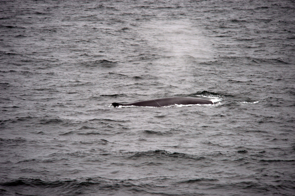 Whales in the Arctic. Cruising up the coast of Norway part 4 for Resolute Boutique.