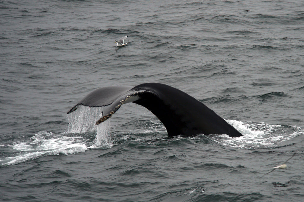 Whales in the Arctic. Cruising up the coast of Norway part 4 for Resolute Boutique.