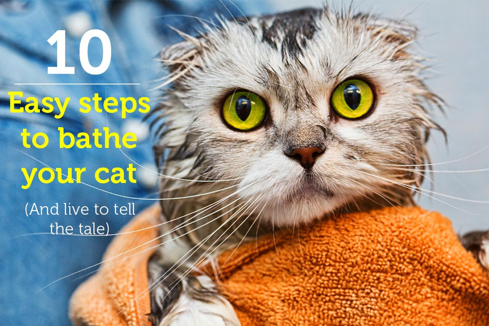 10-easy-steps-to-bathe-your-cat-and-live-to-tell-the-tale