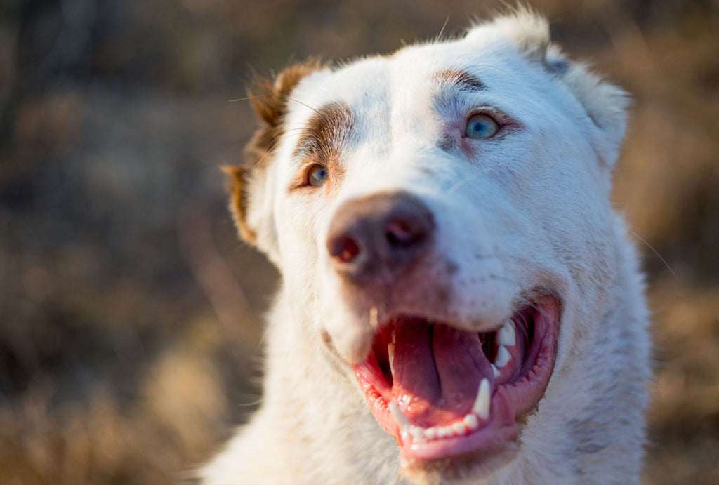 how can i prevent tartar on my dogs teeth