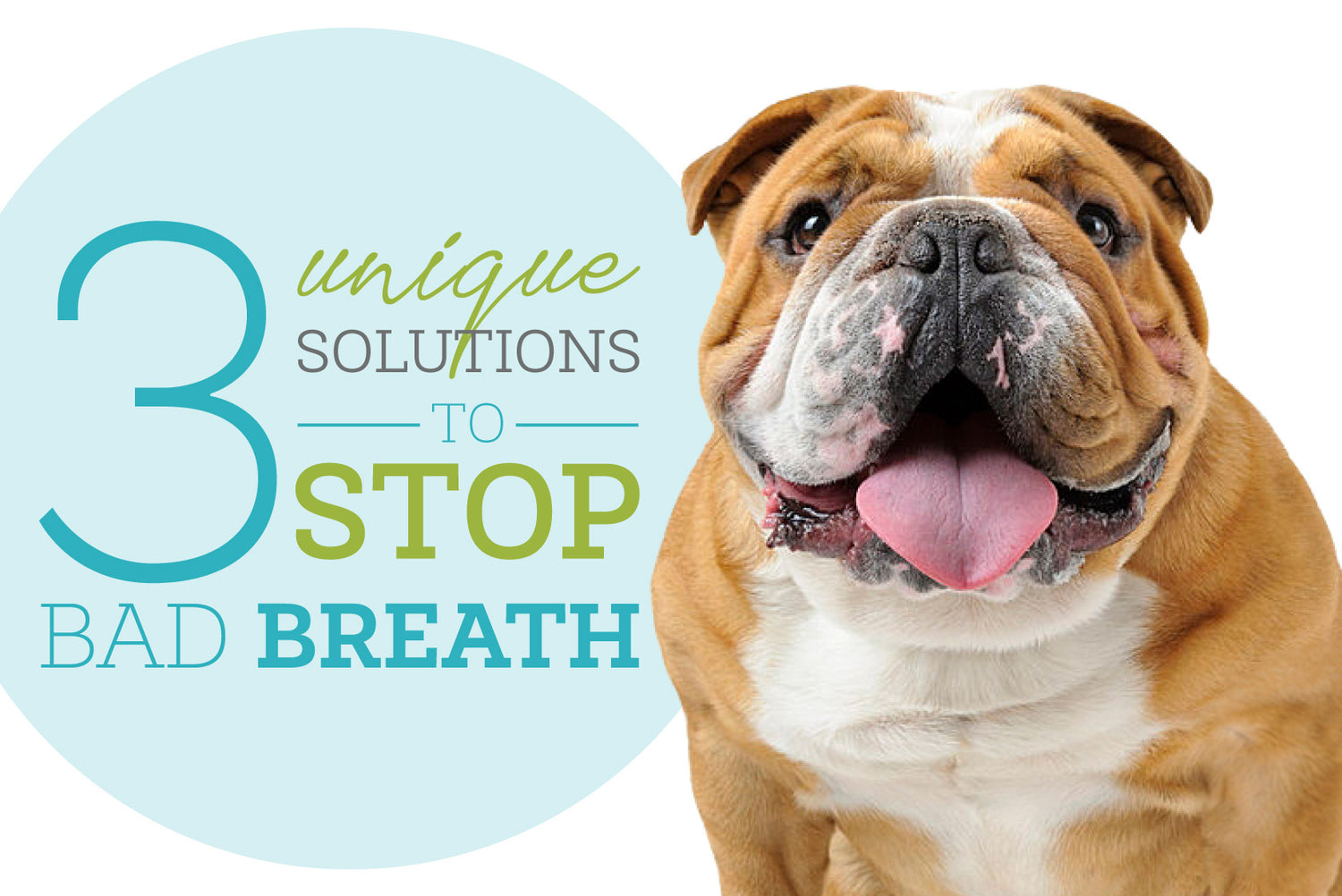 whats best for dogs bad breath