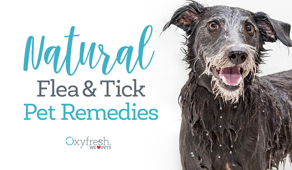 what repels ticks in dogs naturally