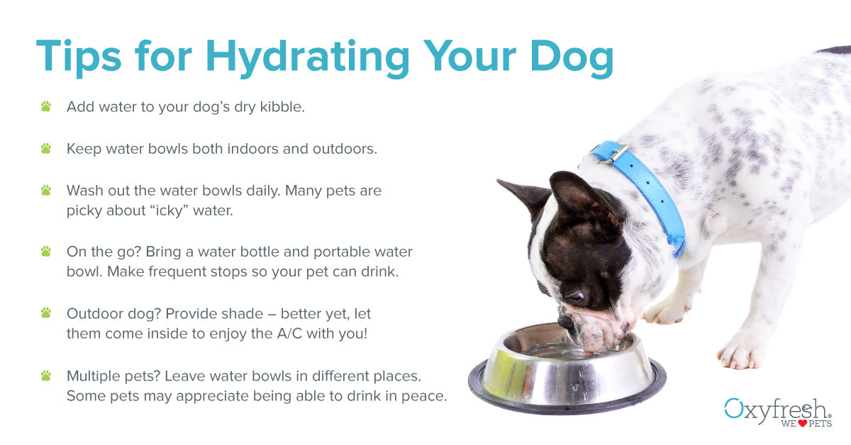 5 Warning of Dog Dehydration