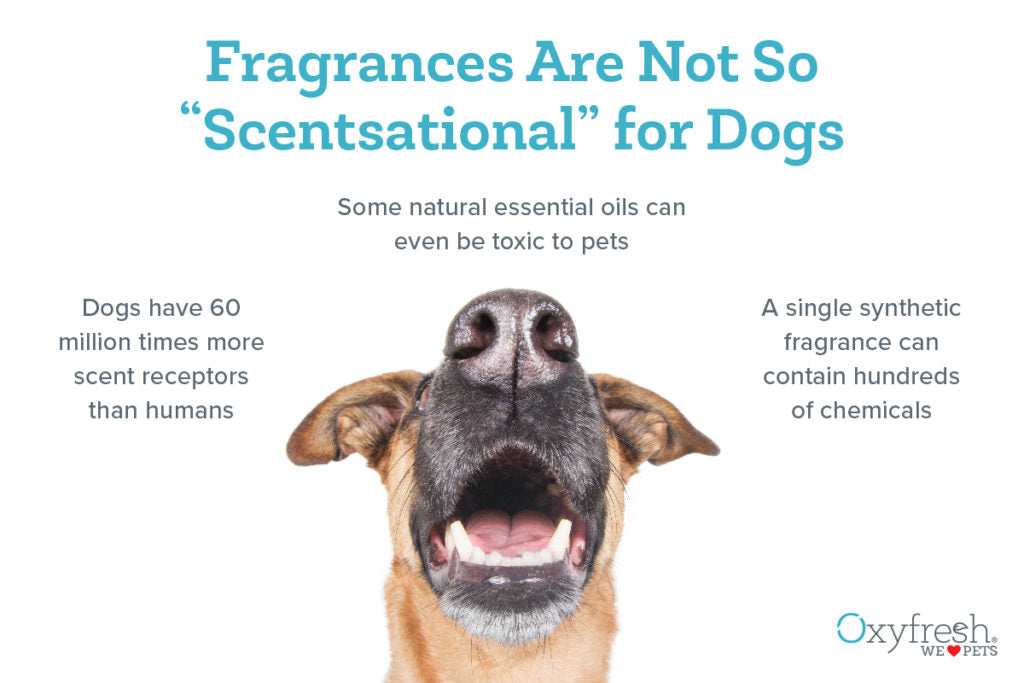 Fragrances Are Not So "Scentsational for Dogs"