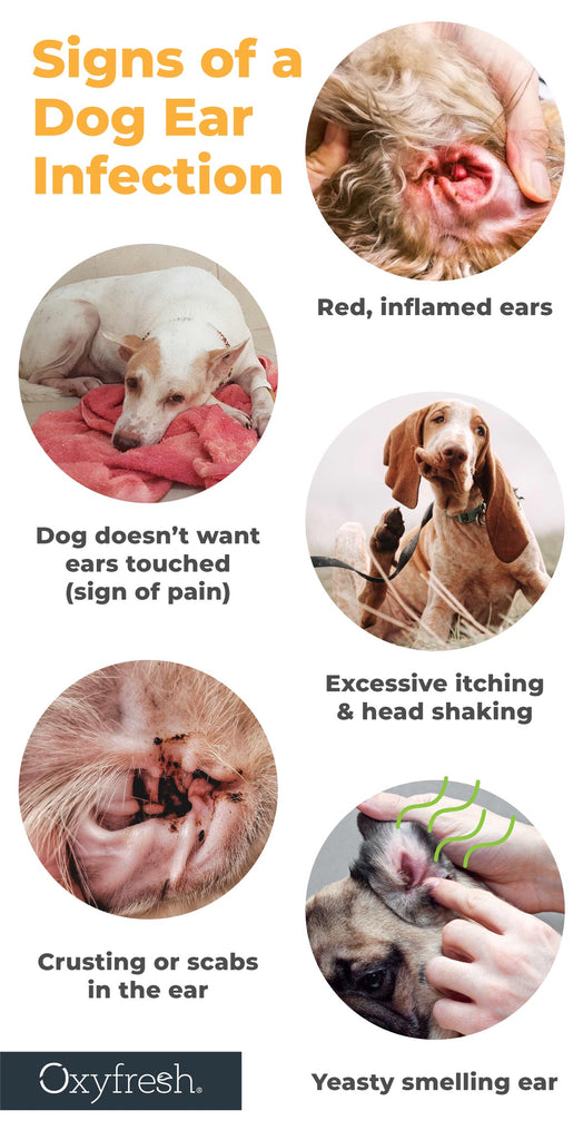 Signs of a dog ear infection are red inflamed ears, dog doesn't want ears to be touched, excessive itching and head shaking, crusting or scabs in the ear, stinky yeasty smell