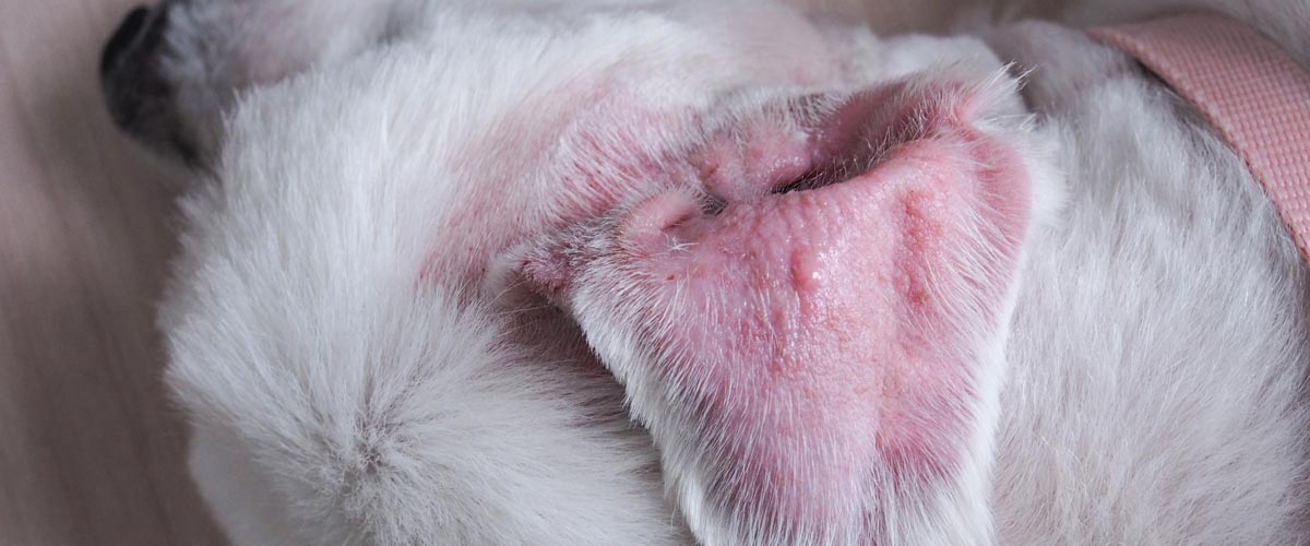 aural hematoma on the ear of a white dog