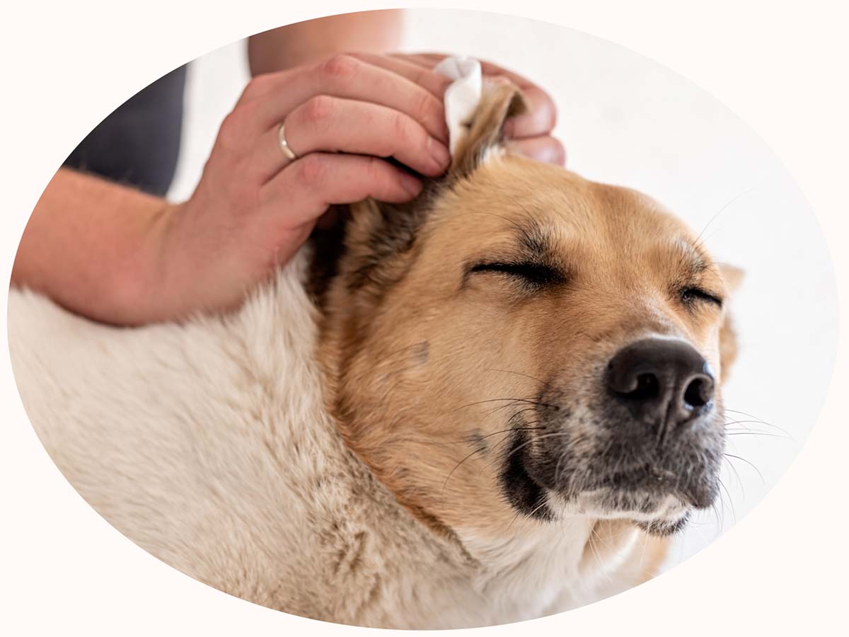 dog having ear cleaned with a cotton ball looking pained but content