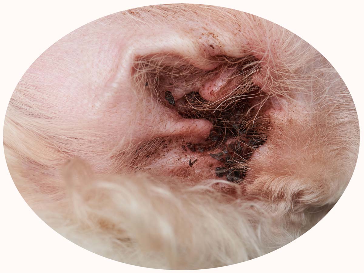 closeup of dog's ear with reddish clumps of ear wax