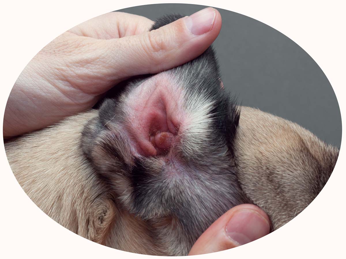 pug red swollen ear