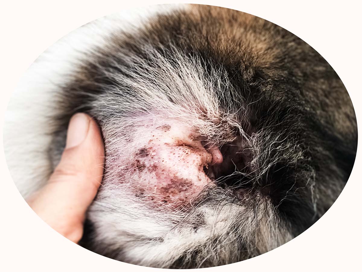 person holding a dog's ear flap open showing scabs